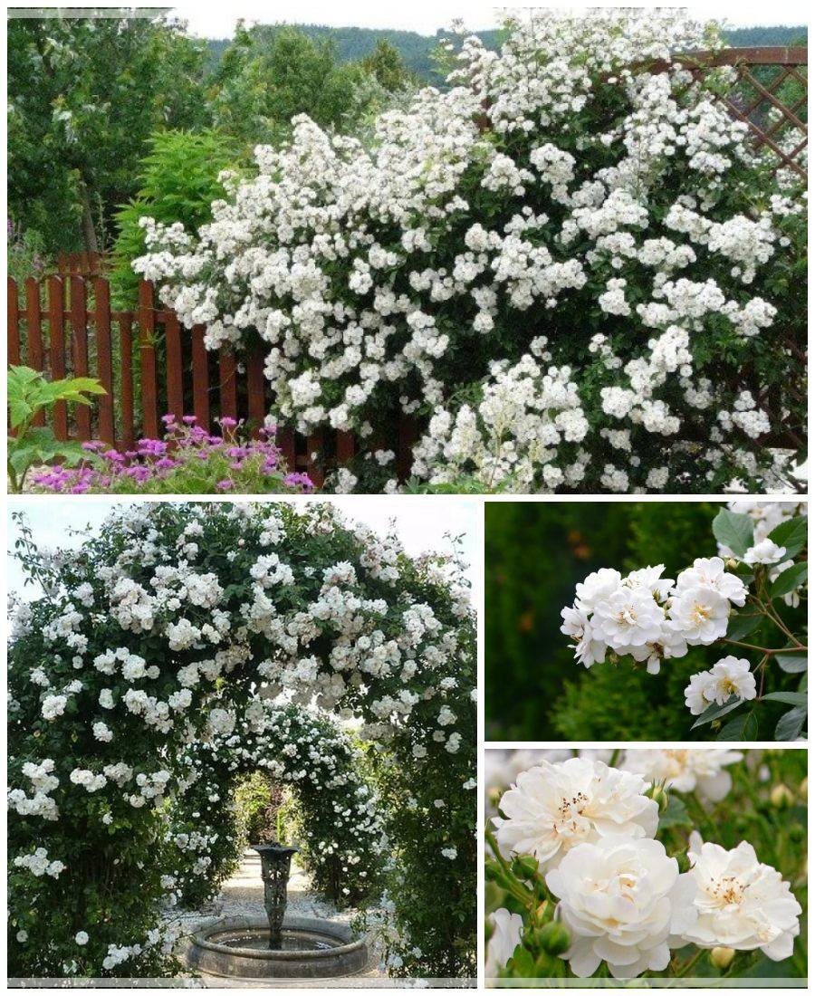 Guirlande d'Amour róża pnąca